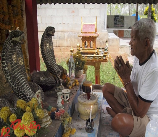 Thờ rắn có tốt không