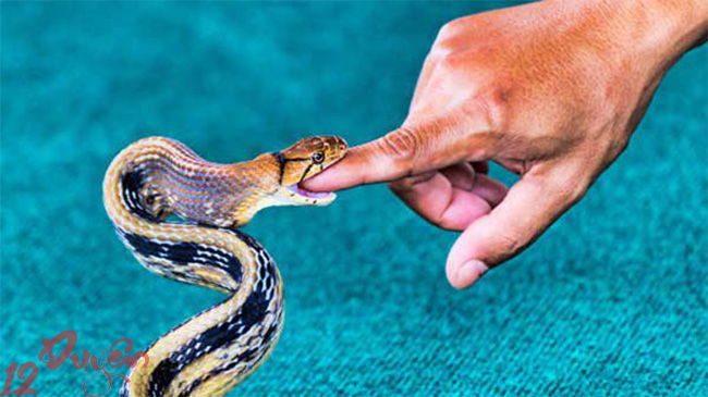 Bị rắn cắn là điềm gì 2