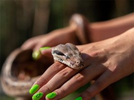 Bị rắn cắn là điềm gì