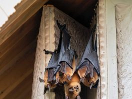 Dơi bay vào nhà là điềm gì? Giải mã điềm báo linh thiêng Dơi bay vào nhà