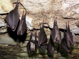 Dơi làm tổ trong nhà báo hiệu điều gì? Tín hiệu từ cõi vô hình Dơi làm tổ trong nhà báo hiệu điều gì?