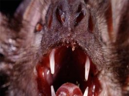 Dơi và ma cà rồng