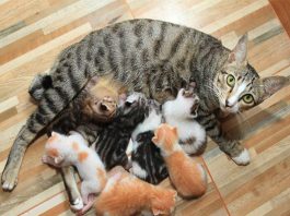 Đốt vía khi mèo đẻ