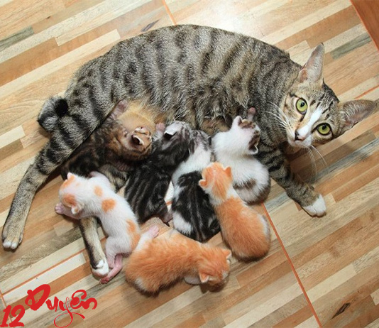 Đốt vía khi mèo đẻ