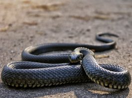 Gặp rắn ngoài đường là điềm gì? Giải mã điềm báo tâm linh Gặp rắn ngoài đường là điềm gì?
