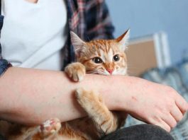 Mèo cào có sao không? Cảnh báo từ một vết xước vô hại Mèo cào có sao không?