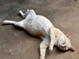 Mèo chết là điềm báo gì? Gặp mèo chết làm gì để hóa giải? Mèo chết điềm báo gì