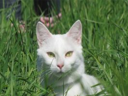 Mèo trắng điềm báo