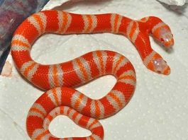 Mơ thấy rắn 2 đầu là điềm gì? Lành hay dữ? Có nên lo lắng? Mơ thấy rắn 2 đầu là điềm gì