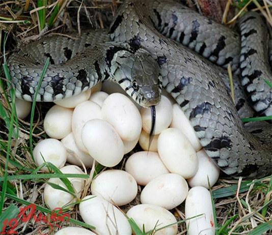 Rắn đẻ trong nhà là điềm gì