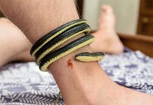 Rắn quấn chân là điềm gì?