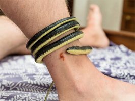 Rắn quấn chân là điềm gì?