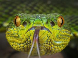 Rắn và Tâm Linh: Giải mã những điềm báo, giấc mơ, thần thoại Rắn và Tâm Linh