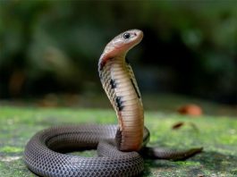 Rắn vào nhà là điềm gì?